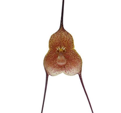 Dracula erythrochaete