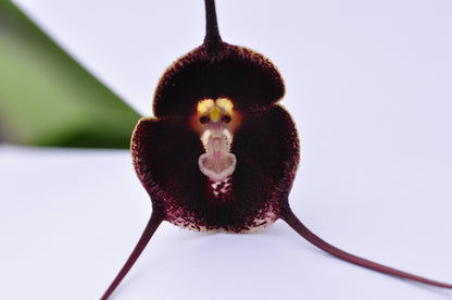 Dracula pholeodytes