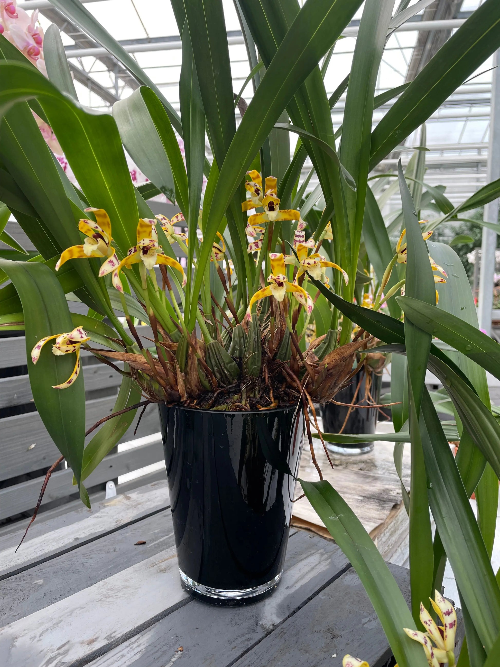 Duftorchidee Maxillaria picta BLATTPOST