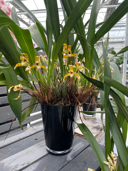 Duftorchidee Maxillaria picta BLATTPOST