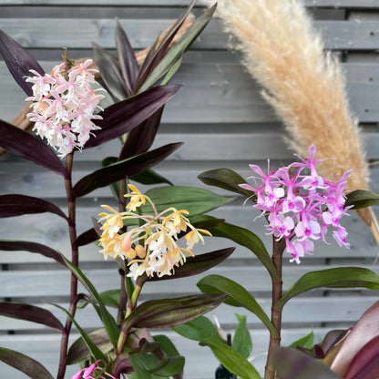Epidendrum 'Anika Hassinger' - 3er Set BLATTPOST