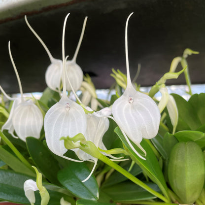 Winter orchid Masdevallia tovarensis, set of 2