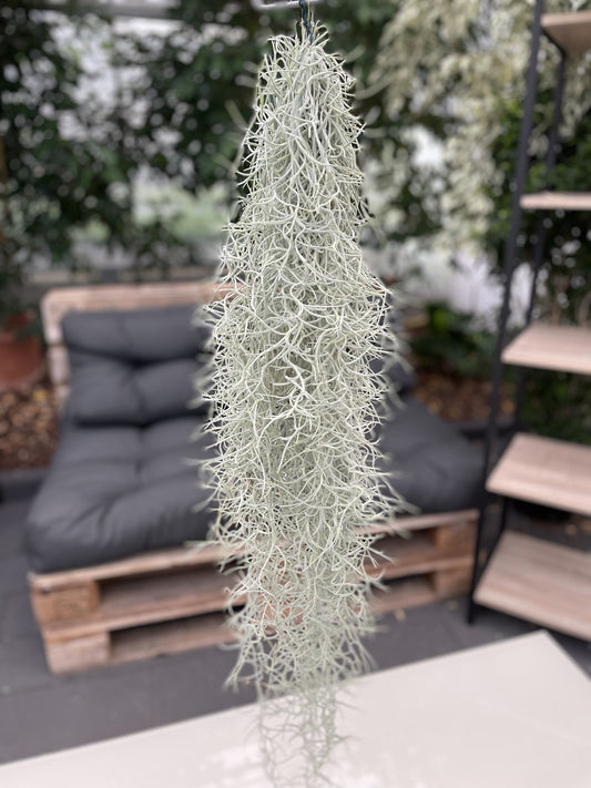 Tillandsia usneoides