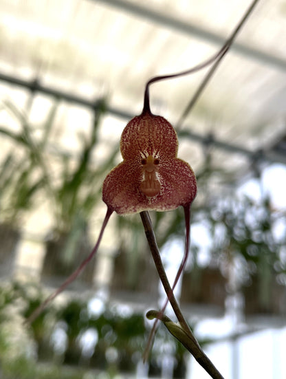 Dracula erythrochaete