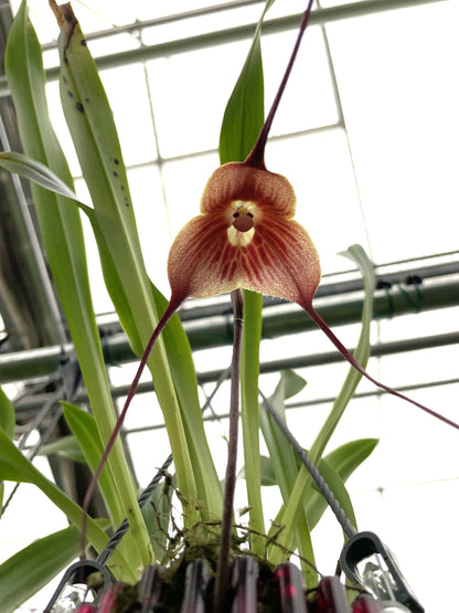 Dracula dalstroemii