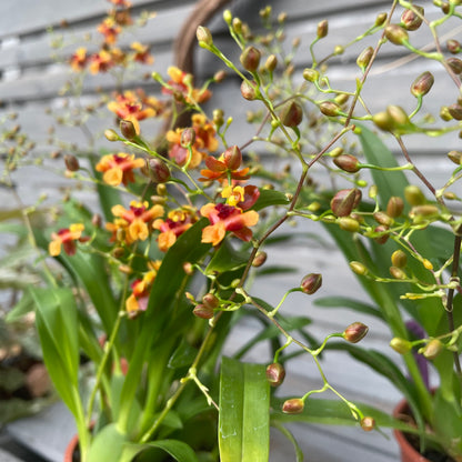 Duftorchidee Oncidium twinkle 'Anna', 3er Set