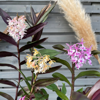 Epidendrum 'Anika Hassinger' - 3er Set