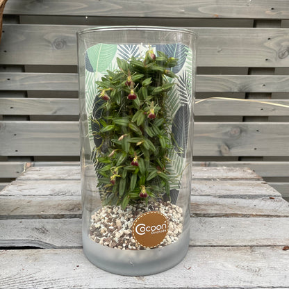 Cocoon Orchid - Epidendrum peperomia