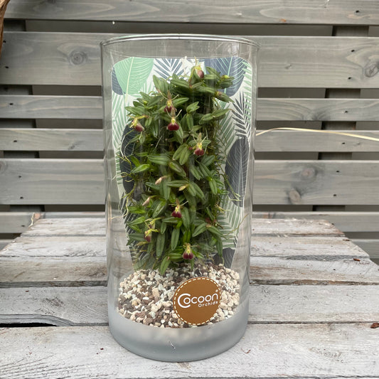 Cocoon Orchid - Epidendrum peperomia