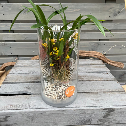 Cocoon Orchid - Maxillaria variabilis