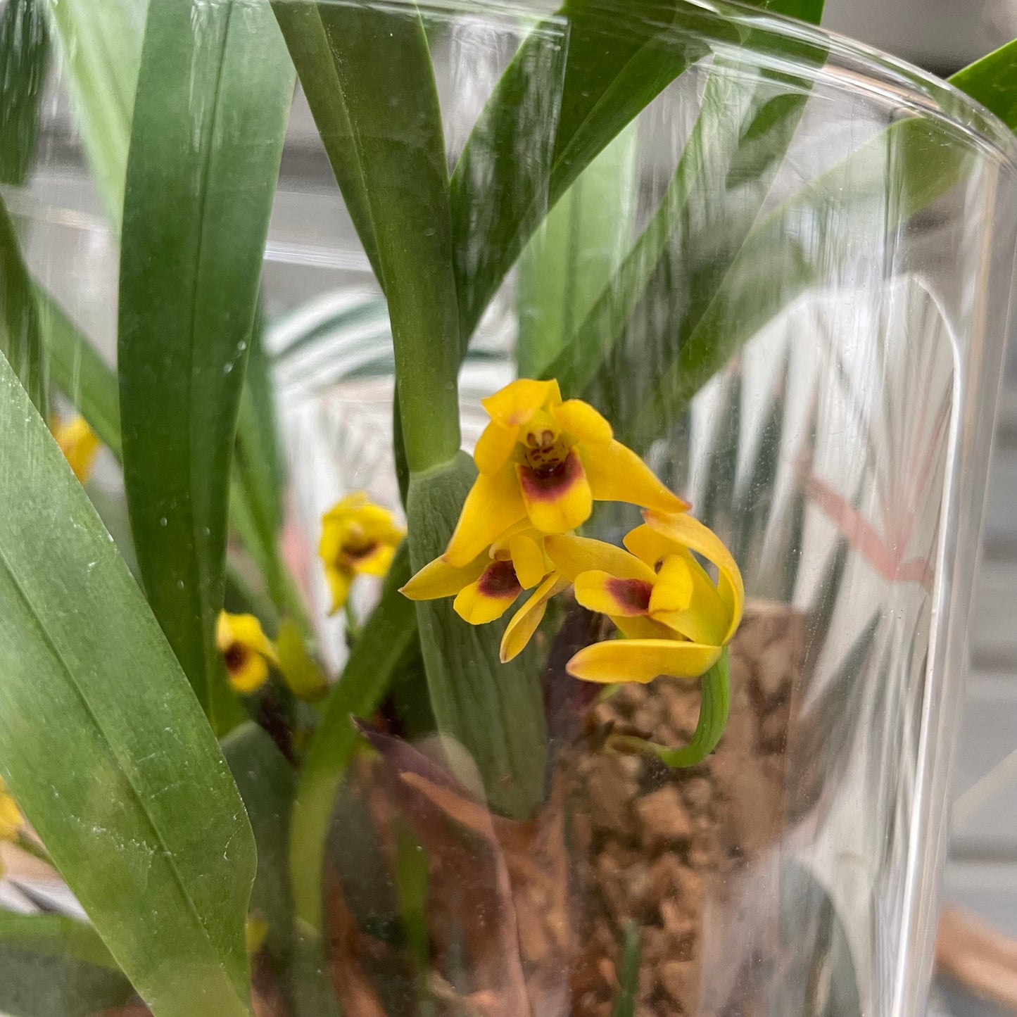 Cocoon Orchid - Maxillaria variabilis