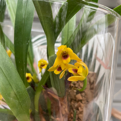 Cocoon Orchid - Maxillaria variabilis