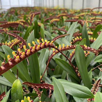 Cocoon Orchid - Bulbophyllum falcatum