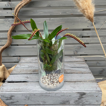 Cocoon Orchid - Bulbophyllum falcatum
