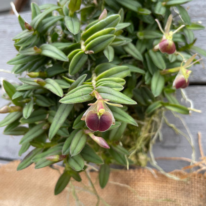 Cocoon Orchid - Epidendrum peperomia