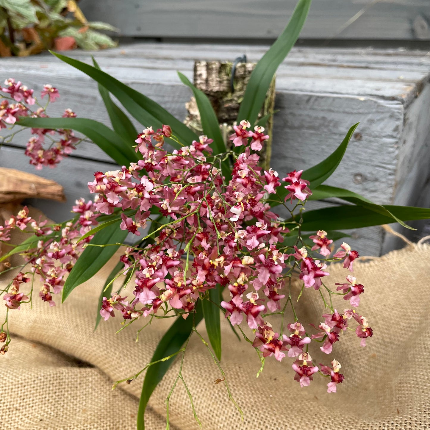 Cocoon Orchid - Oncidium Twinkle Rubina