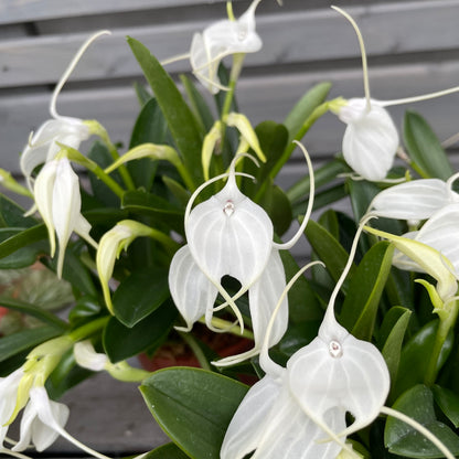 Winter orchid Masdevallia tovarensis, set of 3, 9cm pot