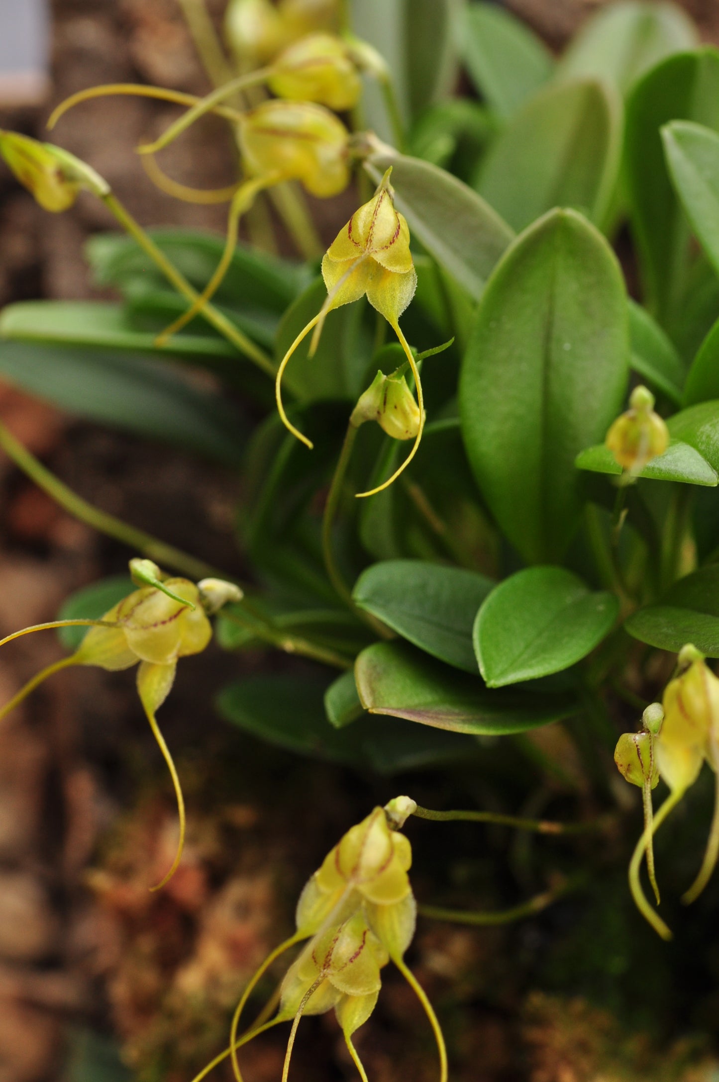 Cocoon Orchid - Masdevallia nidifica yellow