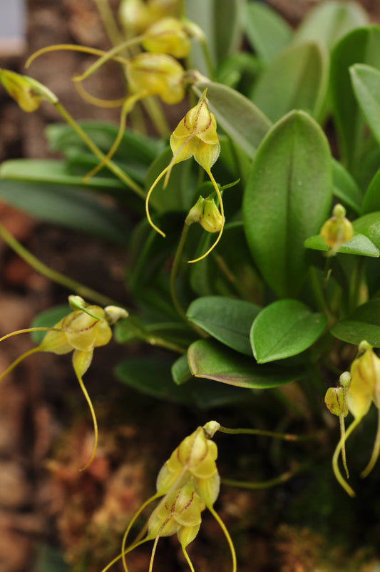 Cocoon Orchid - Masdevallia nidifica grün