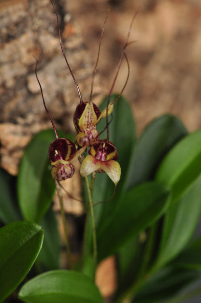 Cocoon Orchid - Masdevallia nidifica red
