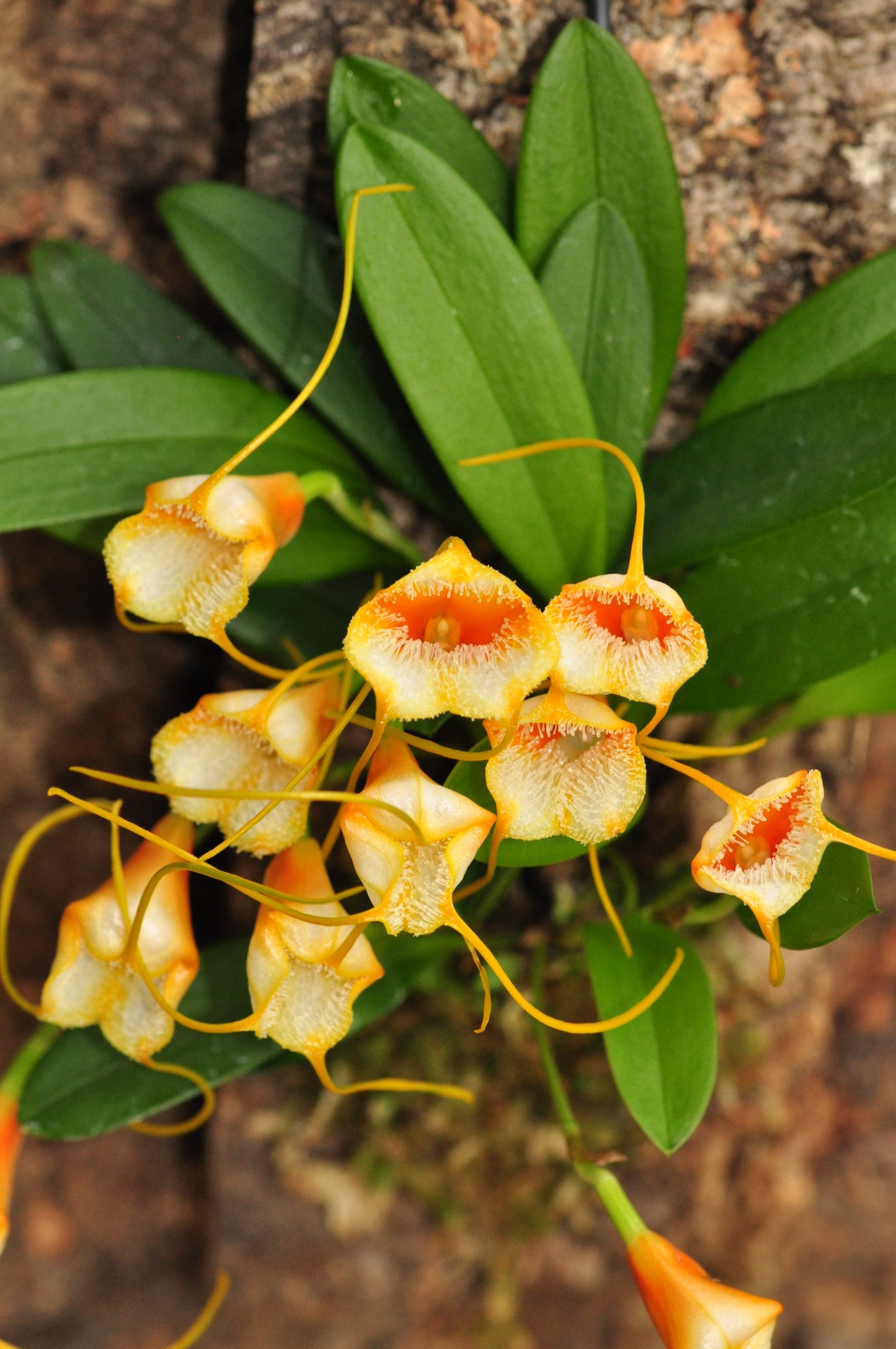 Cocoon Orchid - Masdevallia strobelii