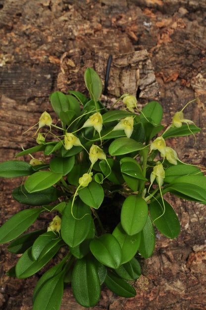 Cocoon Orchid - Masdevallia nidifica yellow