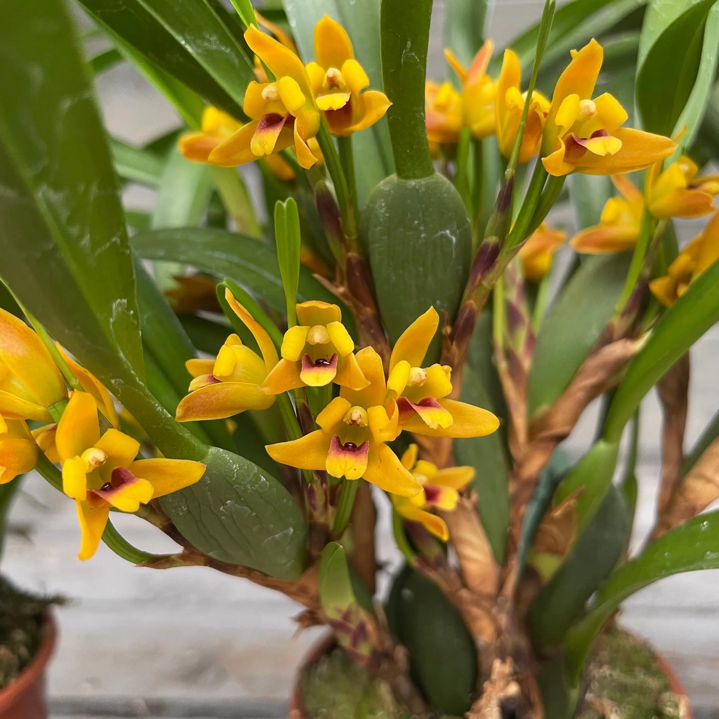 Maxillaria variabilis, 3er Set BLATTPOST