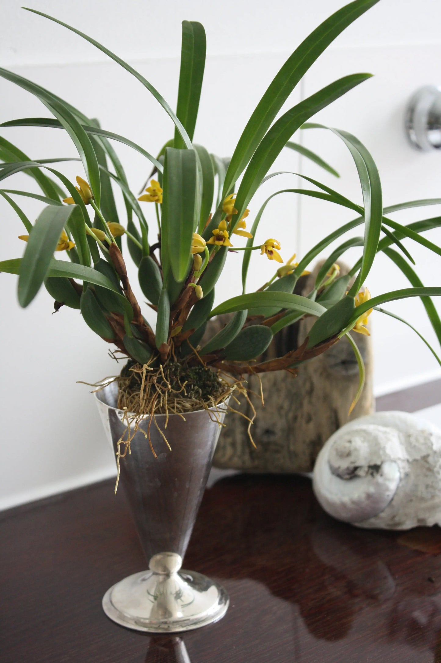 Maxillaria variabilis, 3er Set BLATTPOST