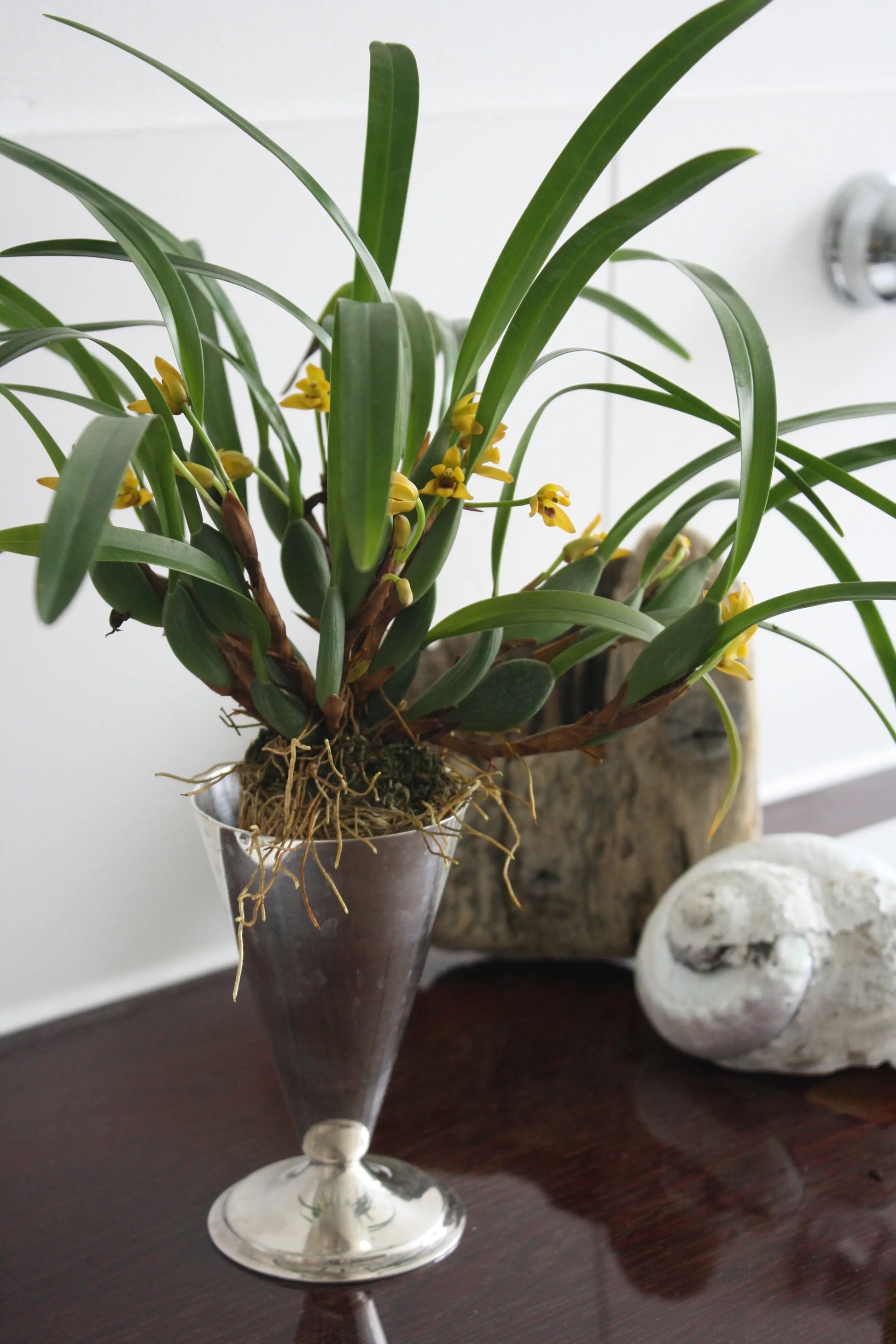 Maxillaria variabilis, 3er Set BLATTPOST