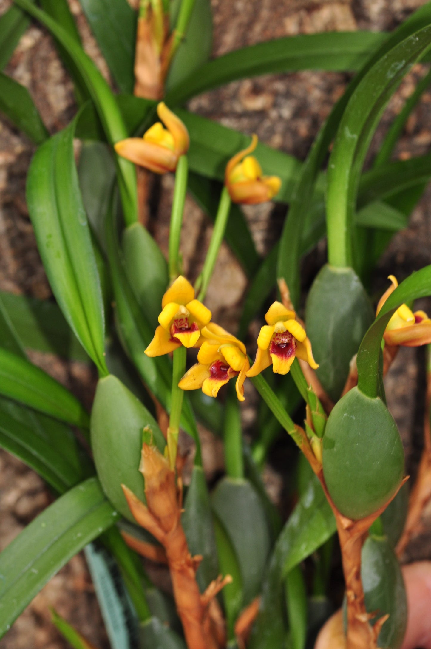 Cocoon Orchid - Maxillaria variabilis