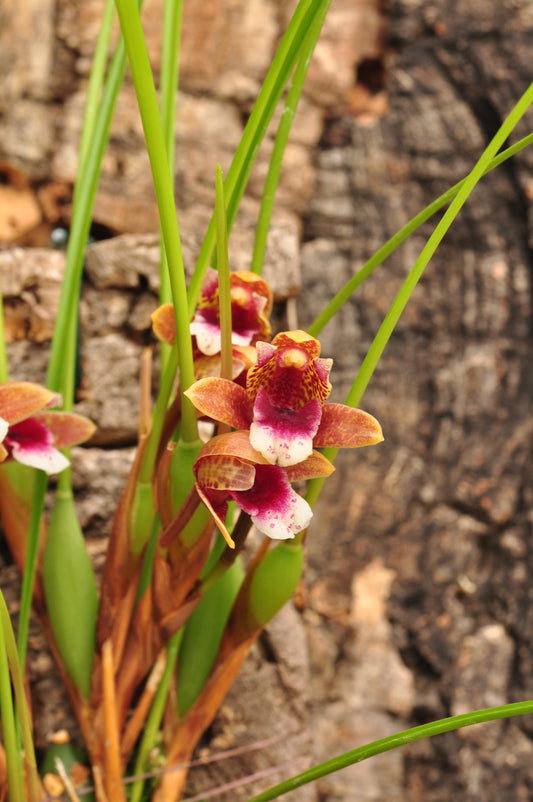 Cocoon Orchid - Maxillaria atrosanguinea
