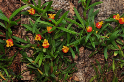 Cocoon Orchid - Mediocalar decoratum
