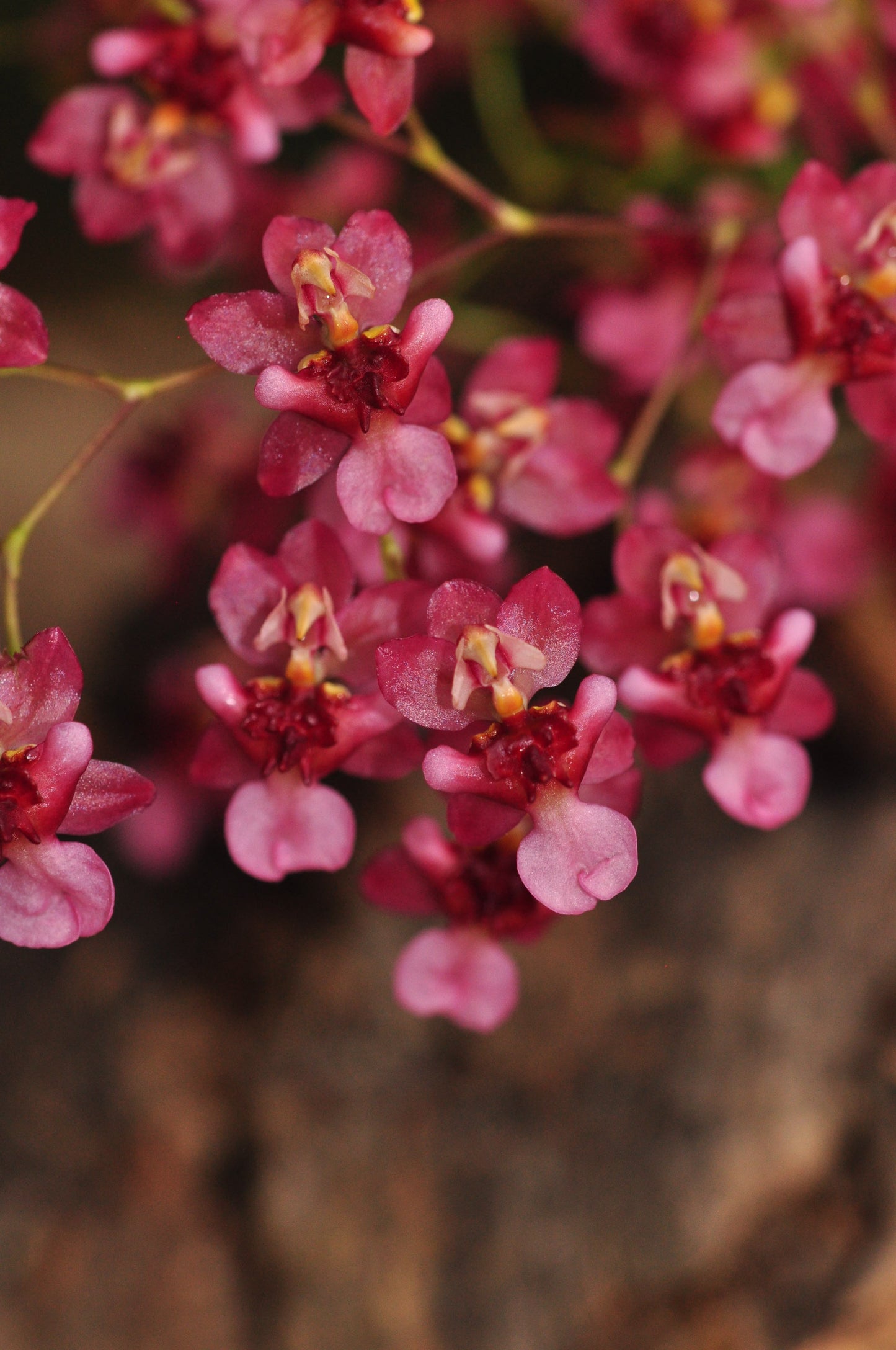 Cocoon Orchid - Oncidium Twinkle Rubina