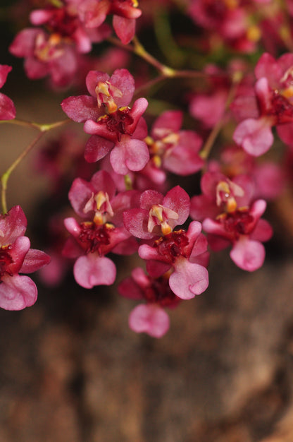 Cocoon Orchid - Oncidium Twinkle Rubina