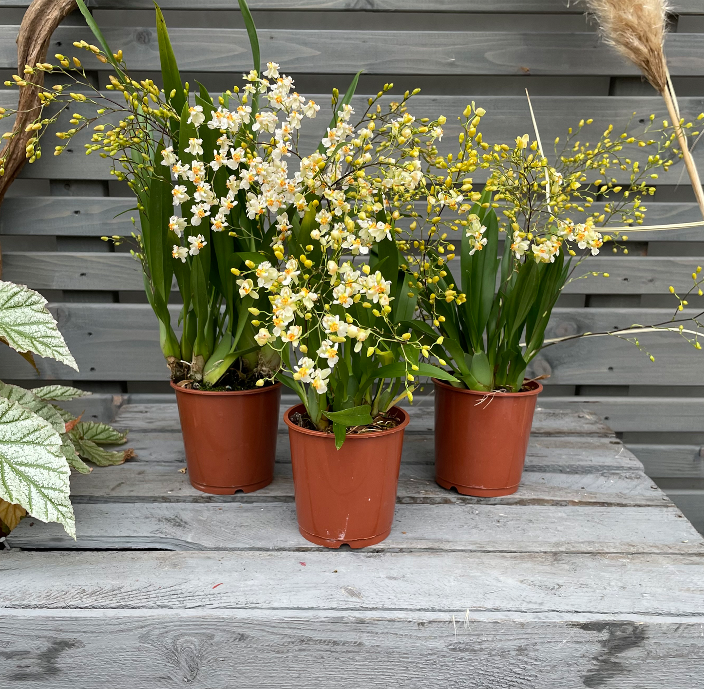 Fragrant orchid Oncidium twinkle 'Jasmin', set of 3