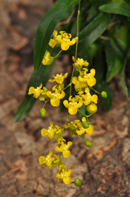 Cocoon Orchid - Oncidium cheirophorum