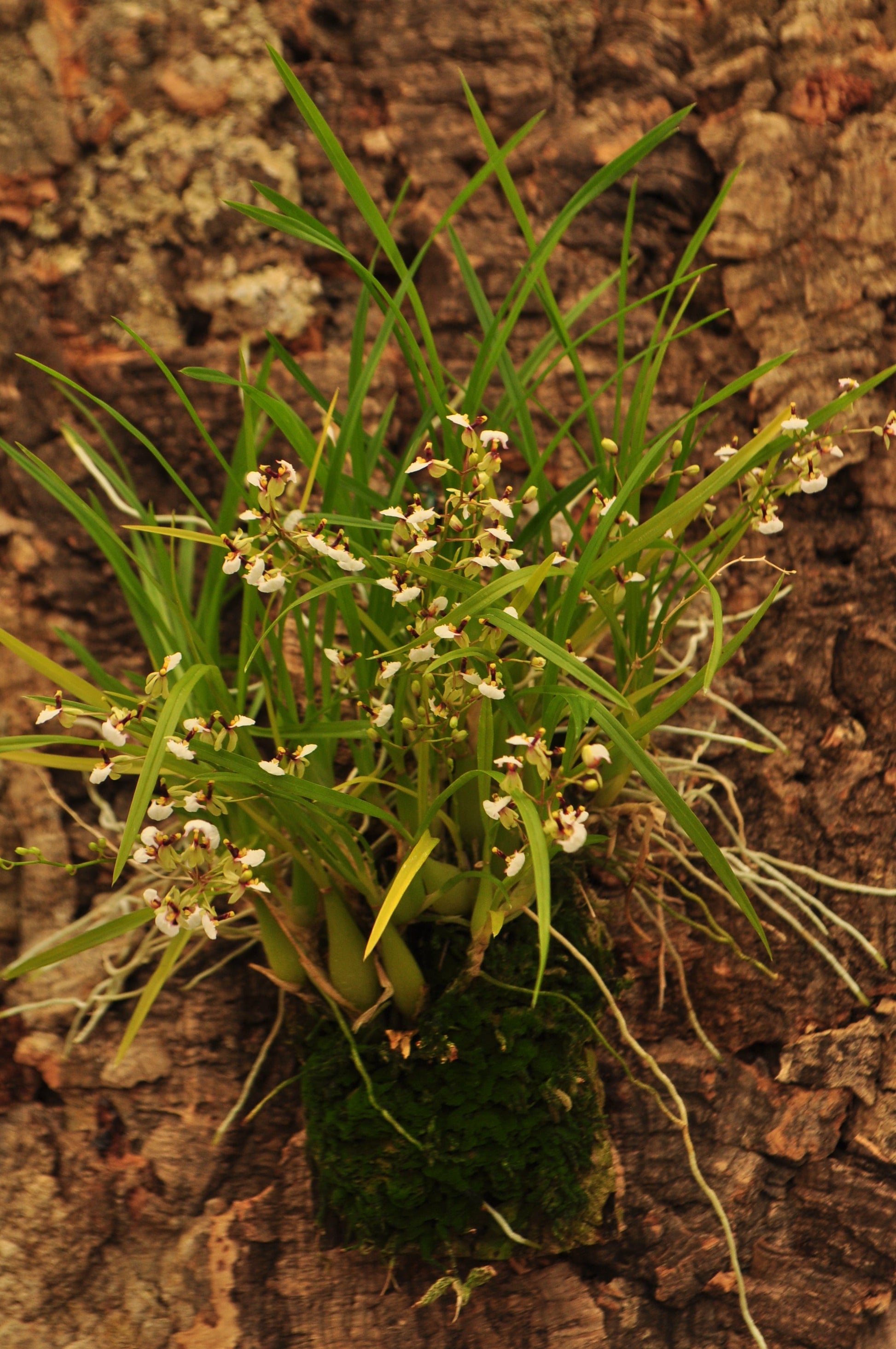 Cocoon Orchid - Ornithophora radicans BLATTPOST