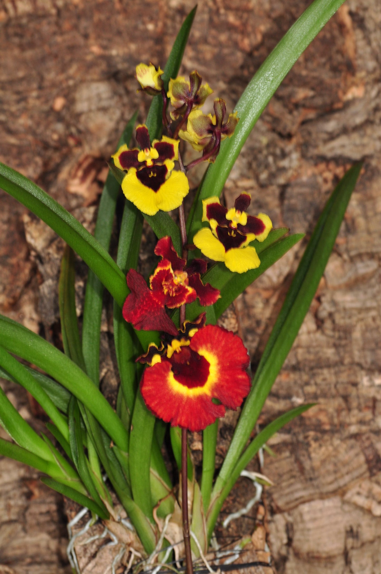 Cocoon Orchid - Tolumnia variegata