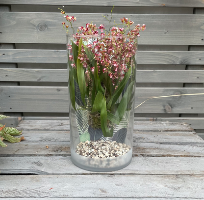 Cocoon Orchid - Oncidium Twinkle Rubina