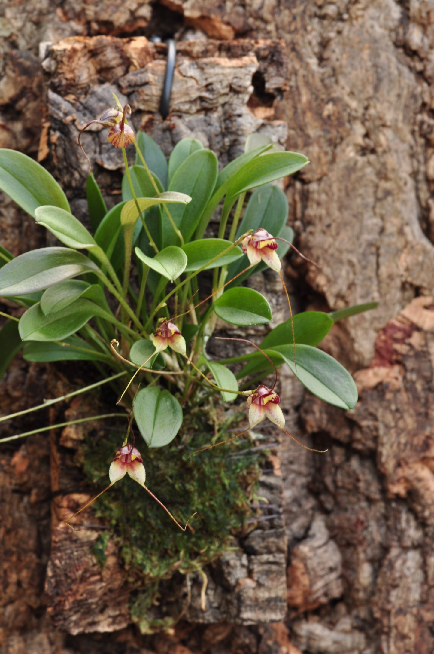 Cocoon Orchid - Masdevallia nidifica rot