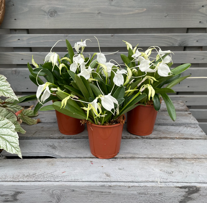 Winterorchidee Masdevallia tovarensis, 3er Set, 9cm Topf BLATTPOST