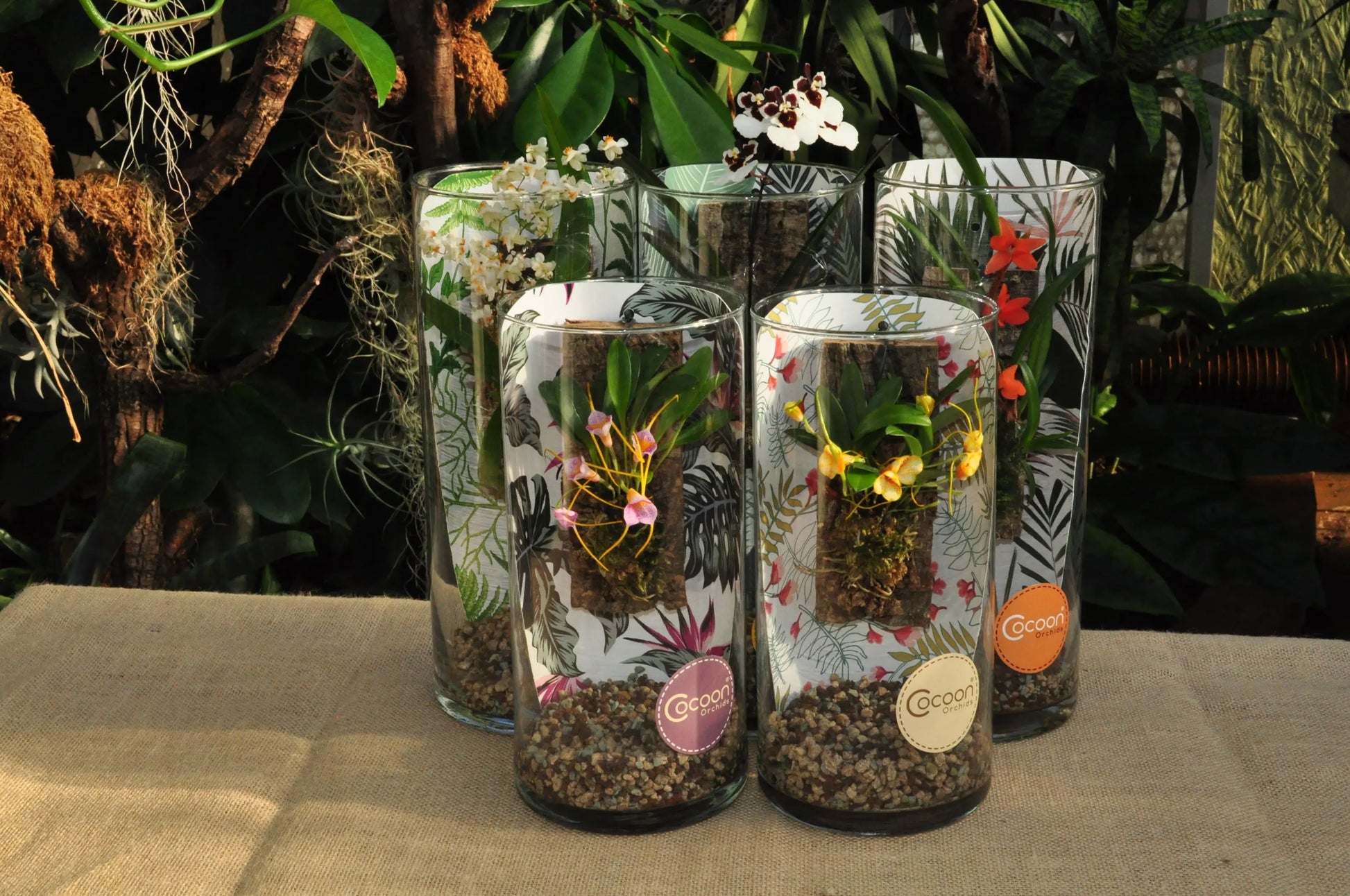 Pflegeleichte Orchidee im dekorativen Glasbehälter Cocoon Orchid der Saison!! BLATTPOST