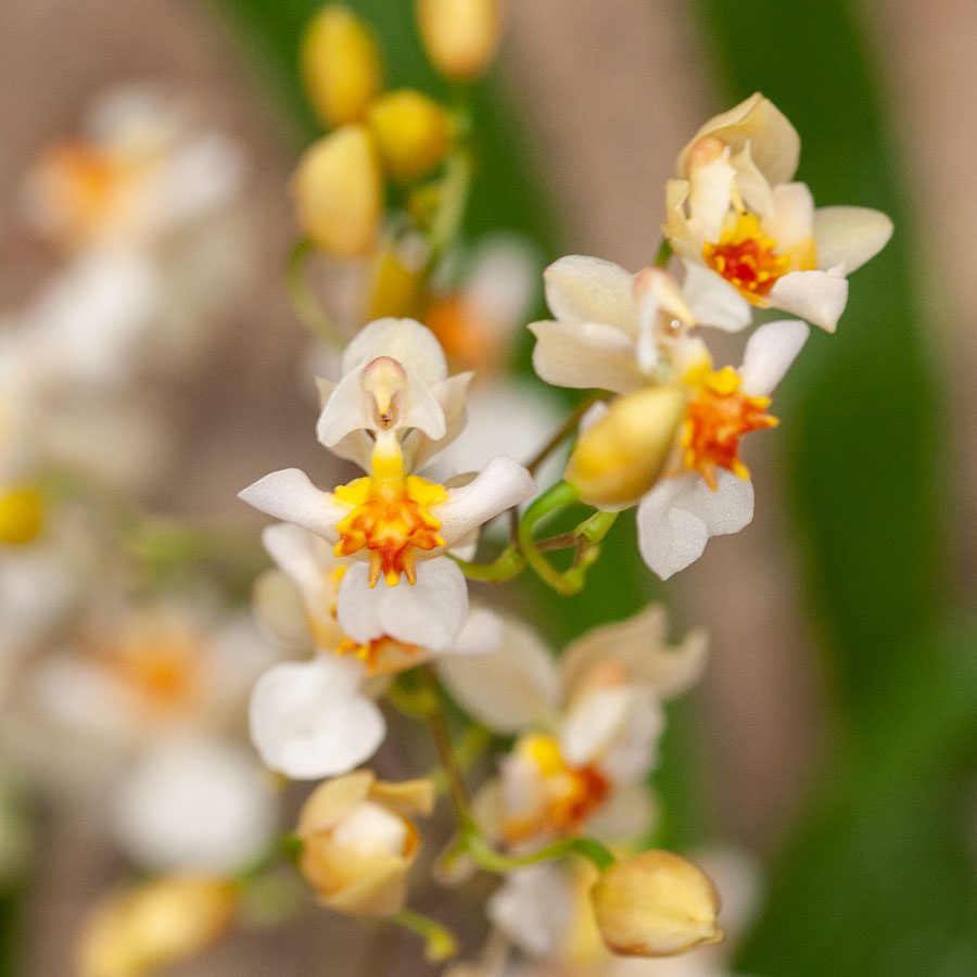Cocoon Orchid - Oncidium Twinkle Jasmin