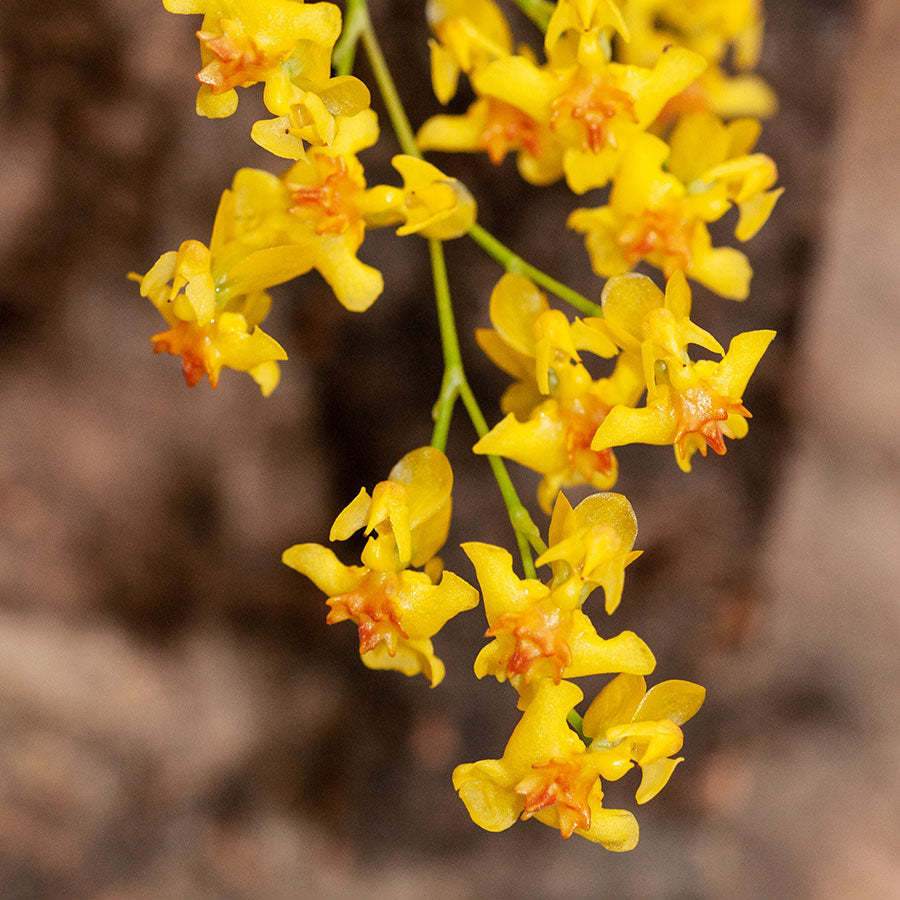 Cocoon Orchid - Oncidium Twinkle Laura